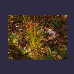 2012-10-20_Fall_AQUILA (030).JPG